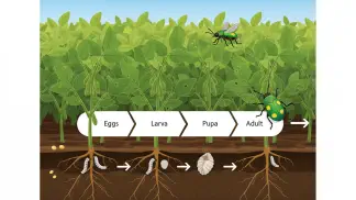 Miniatura do artigo de Manejo Integrado de Pragas: Vaquinha da Soja: Guia Completo de Identificação, Danos e Manejo