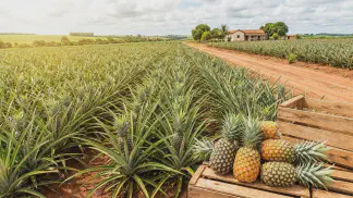 Miniatura do artigo de Gestão Agrícola: Variedades de Abacaxi: Guia para Lucrar na Produção [2025]