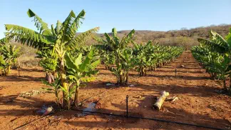Miniatura do artigo de Gestão Agrícola: Variedades de Banana: Como Escolher e Plantar [2025]