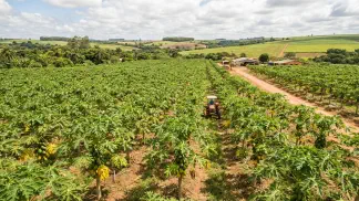 Miniatura do artigo de Gestão Agrícola: Variedades de Mamão: Guia Definitivo para Lucrar Mais [2025]
