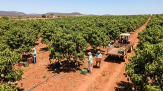 Miniatura do artigo de Gestão Agrícola: Variedades de Manga: Guia Prático para sua Lavoura [2025]