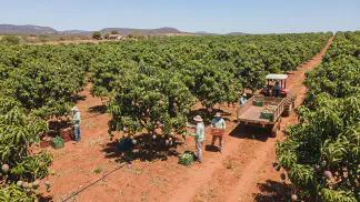 Miniatura do artigo de Gestão Agrícola: Variedades de Manga: Guia Prático para sua Lavoura [2025]