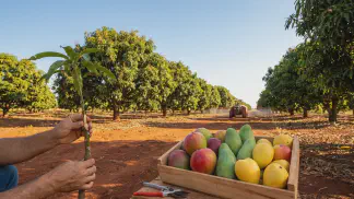 Miniatura do artigo de Gestão Agrícola: Variedades de Manga: Como Escolher a Melhor e Plantar [2025]