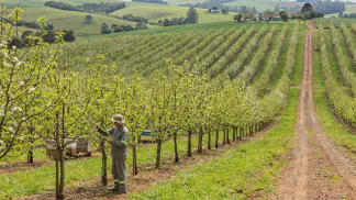 Miniatura do artigo de Gestão Agrícola: Variedades de Pera: Guia Definitivo para seu Clima [2025]
