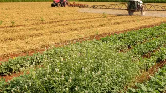 Miniatura do artigo de Manejo de Plantas Daninhas: Vassourinha-de-Botão: Como Identificar e Controlar Esta Daninha
