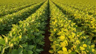 Miniatura do artigo de Gestão Agrícola: Zinco na Soja: Guia Completo para Adubação e Diagnóstico