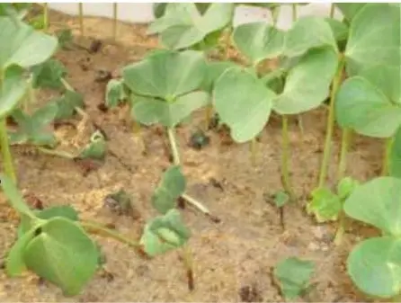 close-up de plântulas, provavelmente de algodão, em seu estágio inicial de desenvolvimento, emergindo de um