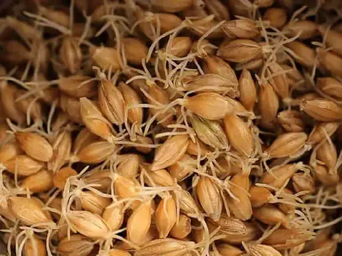 close-up detalhado de grãos de cevada em pleno processo de germinação. Cada semente, de cor dourada-acastan