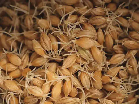 close-up detalhado de grãos de cevada em pleno processo de germinação. Cada semente, de cor dourada-acastan