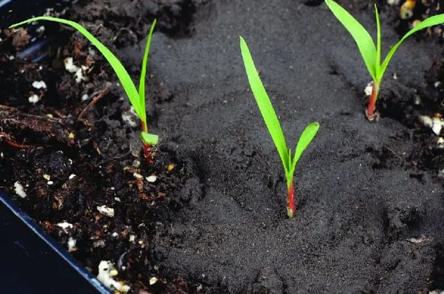 close-up detalhado de três plântulas, provavelmente de milho, em seu estágio inicial de desenvolvimento, br