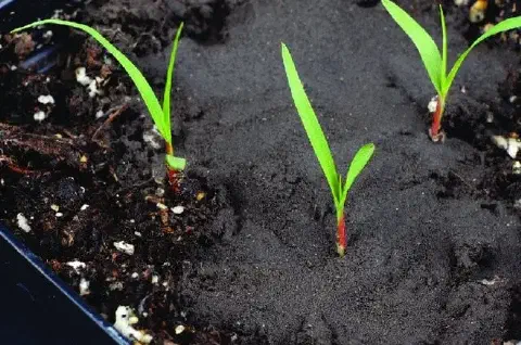 close-up detalhado de três plântulas, provavelmente de milho, em seu estágio inicial de desenvolvimento, br