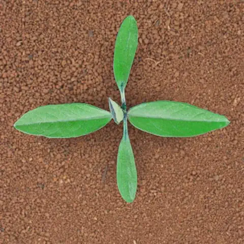 Imagem em vista superior (top-down) de uma plântula recém-germinada, exibindo suas primeiras folhas verdes e vibrantes. A peq