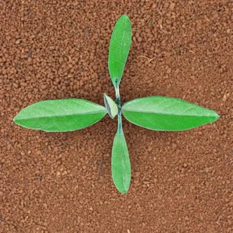 Imagem em vista superior (top-down) de uma plântula recém-germinada, exibindo suas primeiras folhas verdes e vibrantes. A peq