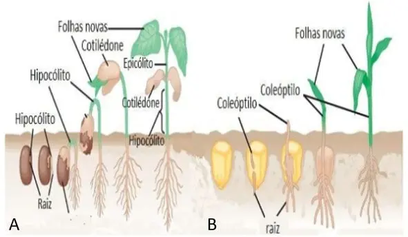 diagrama científico que compara os processos de germinação de duas classes de plantas: uma dicotiledônea (A), c