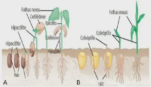 diagrama científico que compara os processos de germinação de duas classes de plantas: uma dicotiledônea (A), c