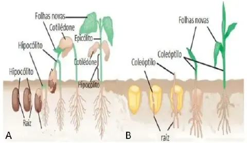 diagrama científico que compara os processos de germinação de duas classes de plantas: uma dicotiledônea (A), c