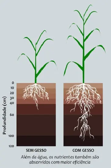 infográfico comparativo que ilustra os efeitos da aplicação de gesso agrícola no desenvolvimento de uma planta,