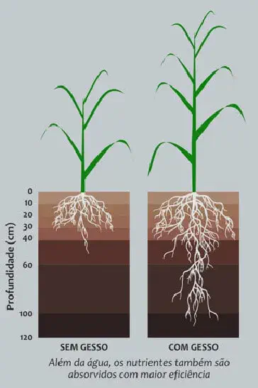 infográfico comparativo que ilustra os efeitos da aplicação de gesso agrícola no desenvolvimento de uma planta,