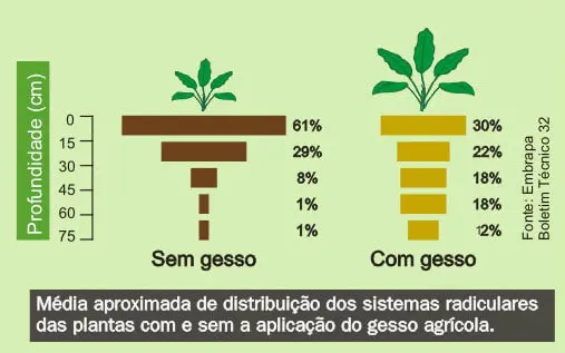 Este infográfico comparativo, com fonte da Embrapa, ilustra o efeito da aplicação de gesso agrícola no sistema radicular das