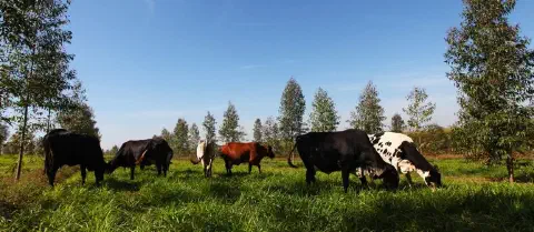 Sistema integrado com pastagem e arborização, evidenciando a ciclagem de nutrientes e sua relação com a dinâmica de emissões na produção agropecuária