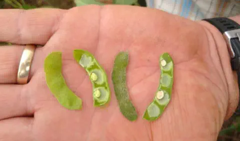 Vagens vazias de soja