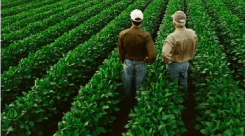 dois homens, provavelmente agricultores ou engenheiros agrônomos, vistos de costas, em pé no meio de uma ext