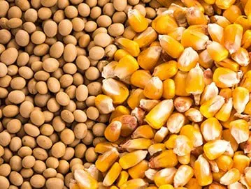 uma visão aproximada e dividida de dois dos grãos mais importantes do agronegócio: soja e milho. Do lado esque