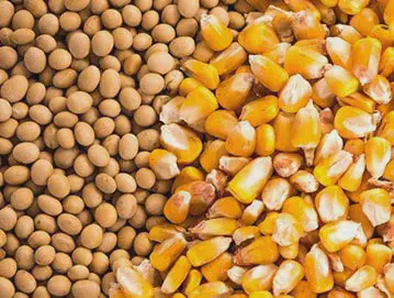 uma visão aproximada e dividida de dois dos grãos mais importantes do agronegócio: soja e milho. Do lado esque