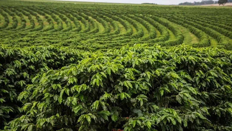 uma vasta plantação de café em um terreno de relevo suavemente ondulado. Em primeiro plano, os pés de café est