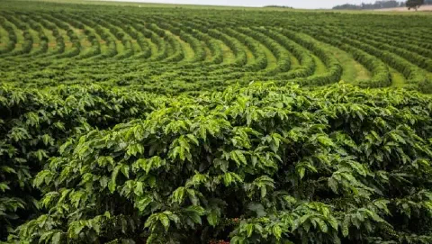 uma vasta plantação de café em um terreno de relevo suavemente ondulado. Em primeiro plano, os pés de café est