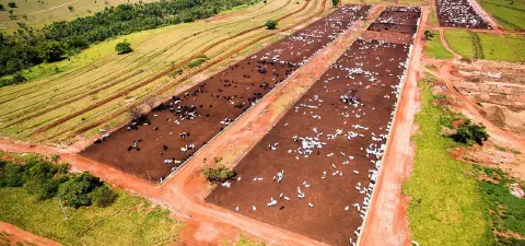 uma vista aérea ampla de uma grande operação de confinamento de gado de corte. Em primeiro plano, destacam-se