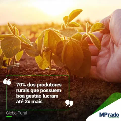 close-up de uma plantação de soja em estágio inicial, com as jovens plantas brotando do solo fértil. A cena