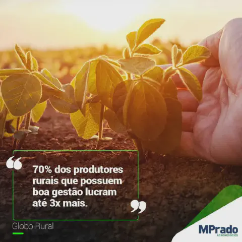 close-up de uma plantação de soja em estágio inicial, com as jovens plantas brotando do solo fértil. A cena