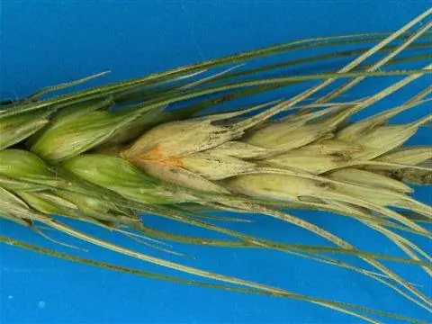 close-up detalhado de uma espiga de trigo contra um fundo azul uniforme. A espiga apresenta sintomas claros