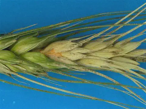 close-up detalhado de uma espiga de trigo contra um fundo azul uniforme. A espiga apresenta sintomas claros