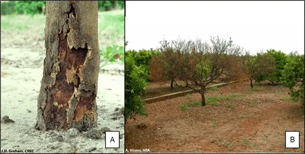 Comparação de citros saudável e com doença severa mostrando sintomas e danos