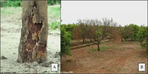 Comparação de citros saudável e com doença severa mostrando sintomas e danos