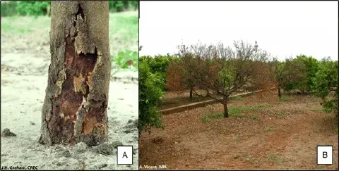 Comparação de citros saudável e com doença severa mostrando sintomas e danos
