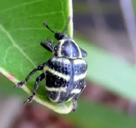 close-up de um gorgulho, possivelmente do gênero Naupactus, pousado na borda de uma folha verde e vibrante.