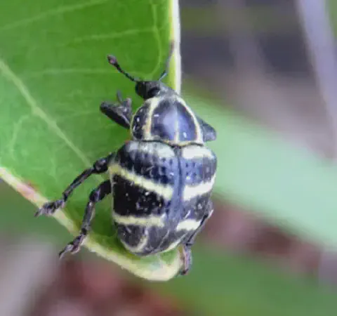 close-up de um gorgulho, possivelmente do gênero Naupactus, pousado na borda de uma folha verde e vibrante.