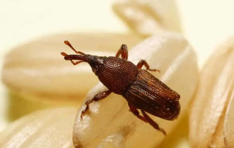 Esta é uma imagem macro de um gorgulho-do-arroz (Sitophilus oryzae), também conhecido como caruncho, uma praga comum em grãos