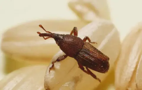 Esta é uma imagem macro de um gorgulho-do-arroz (Sitophilus oryzae), também conhecido como caruncho, uma praga comum em grãos