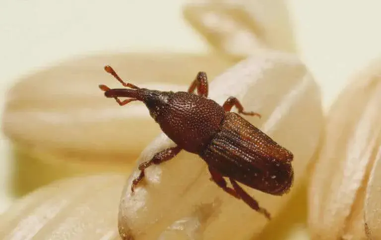 Esta é uma imagem macro de um gorgulho-do-arroz (Sitophilus oryzae), também conhecido como caruncho, uma praga comum em grãos