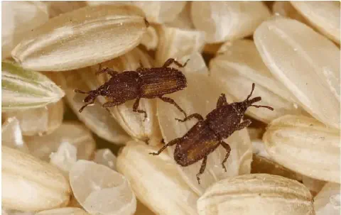 fotografia macro que exibe dois gorgulhos, pequenos besouros de cor marrom, sobre uma pilha de grãos de arroz.