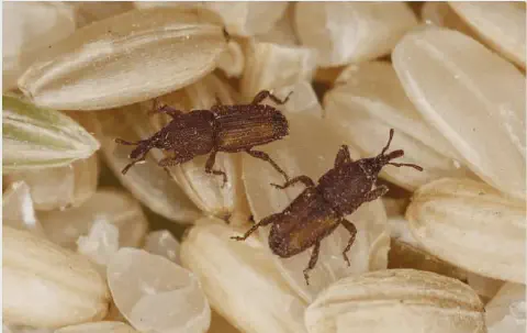 fotografia macro que exibe dois gorgulhos, pequenos besouros de cor marrom, sobre uma pilha de grãos de arroz.