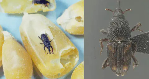 composição visual que detalha o gorgulho-do-milho (Sitophilus zeamais), uma praga comum em grãos armazenados.