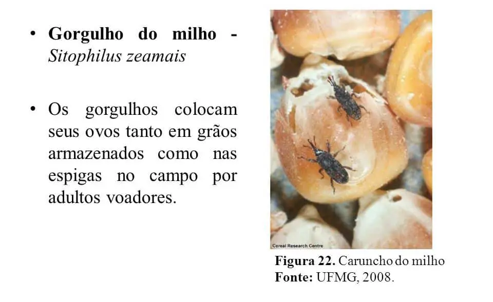 material informativo e educacional sobre o gorgulho do milho, cientificamente conhecido como Sitophilus zeamais
