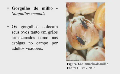 material informativo e educacional sobre o gorgulho do milho, cientificamente conhecido como Sitophilus zeamais