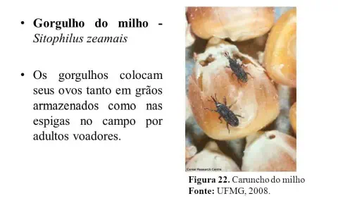 material informativo e educacional sobre o gorgulho do milho, cientificamente conhecido como Sitophilus zeamais