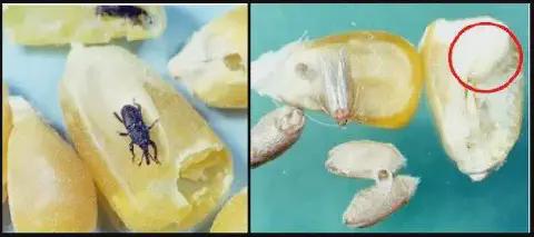 composição de duas fotografias em close-up que ilustram os danos causados por gorgulhos em grãos armazenados,